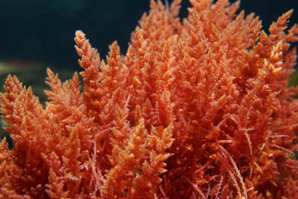Red coral seaweed