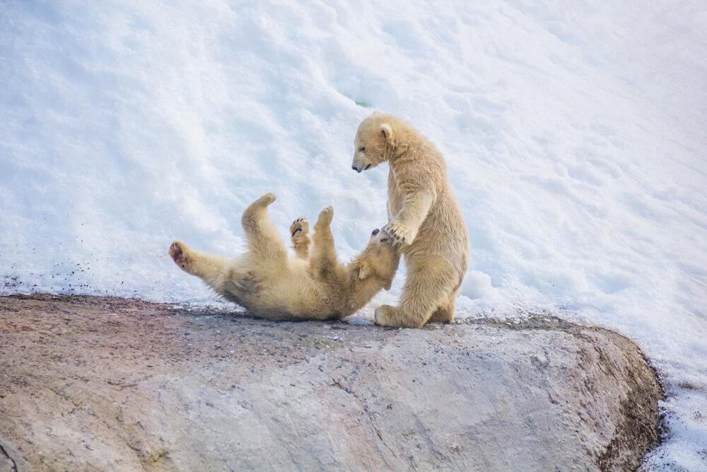 Polar bears playing