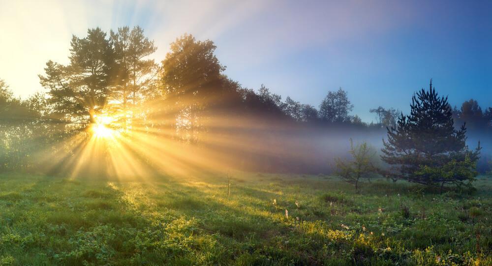 Sun in meadow