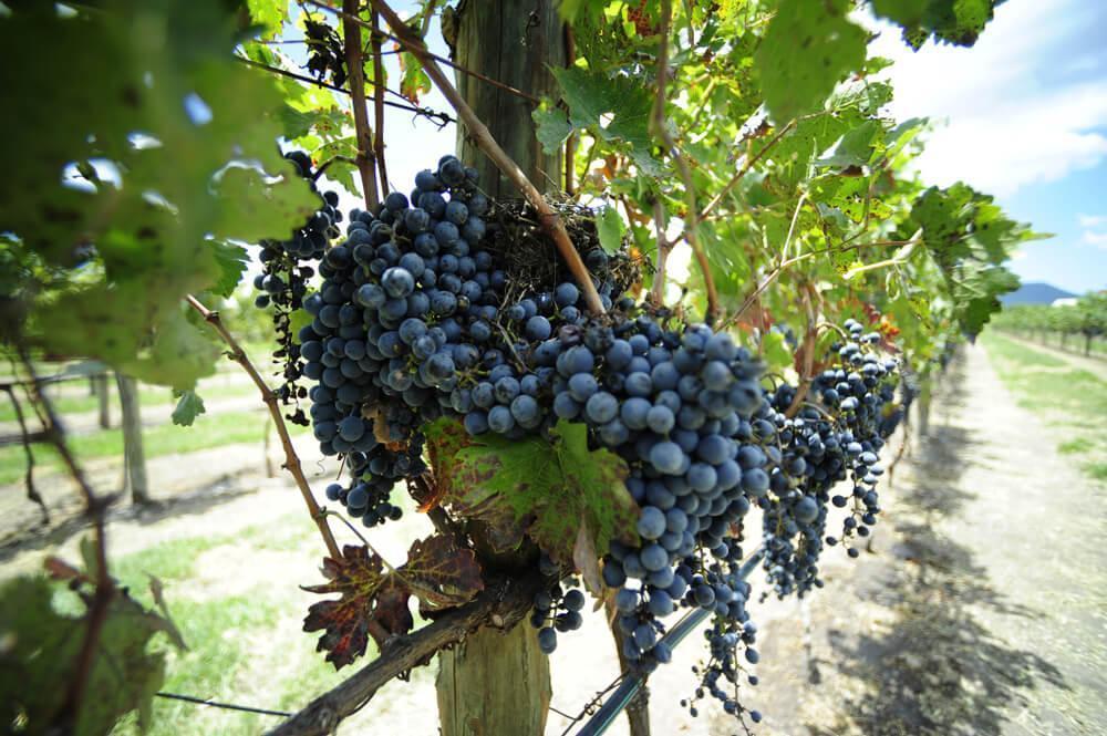 Grapes at vineyard